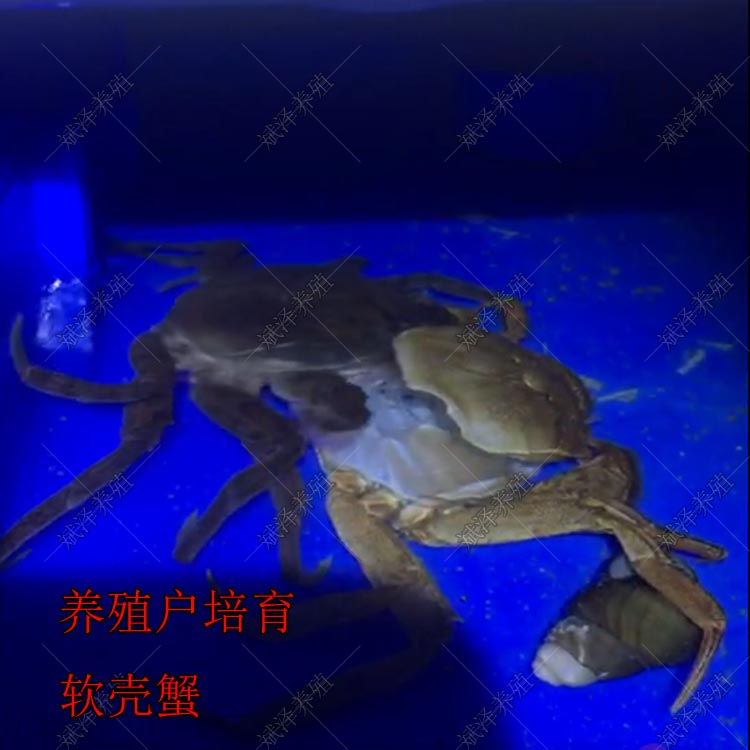 繁育户培育软壳蟹