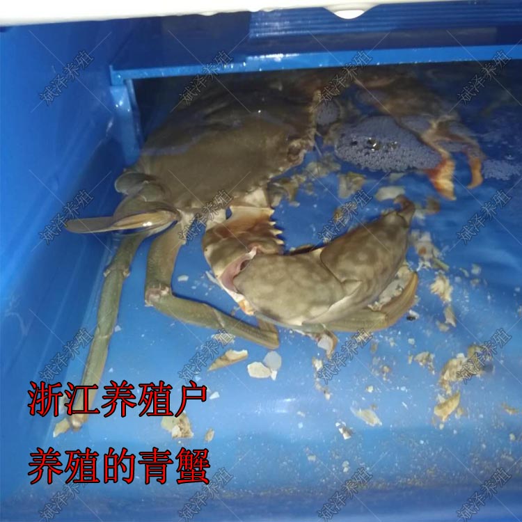 室内青蟹繁育箱暂养盒